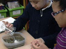 Students adding salt to mini-lake